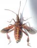 Leptoglossus occidentalis